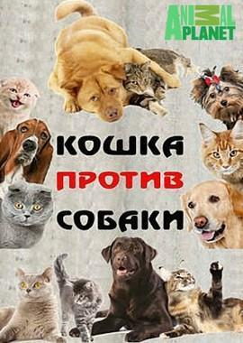 Кошка против собаки