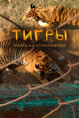 Тигры: Охота на браконьеров / Tigers: Hunting the Traffickers (None) смотреть онлайн бесплатно в отличном качестве