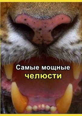 Nat Geo Wild: Самые мощные челюсти