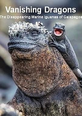 Исчезающие морские игуаны Галапагосов / Vanishing Dragons - The Disappearing Marine Iguanas of Galapagos (2018) смотреть онлайн бесплатно в отличном качестве