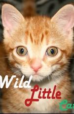 Дикие маленькие кошки / Wild little cats (2017) смотреть онлайн бесплатно в отличном качестве