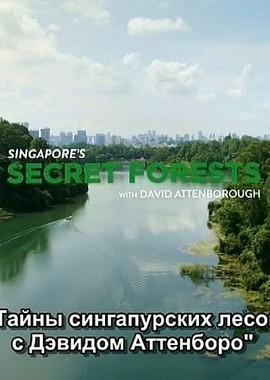 Тайны сингапурских лесов с Дэвидом Аттенборо (Singapore's Secret Forests With David Attenborough) 2019 года смотреть онлайн бесплатно в отличном качестве. Постер