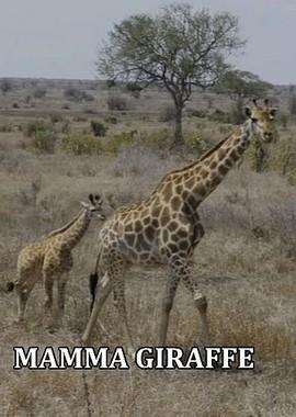 Мама-жираф / Mamma Giraffe (None) смотреть онлайн бесплатно в отличном качестве