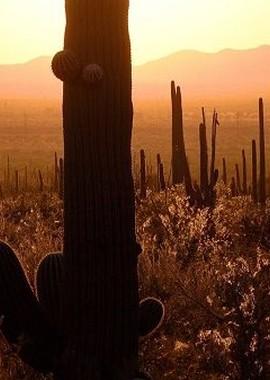 Национальный парк Сагуаро / Saguaro National Park () смотреть онлайн бесплатно в отличном качестве