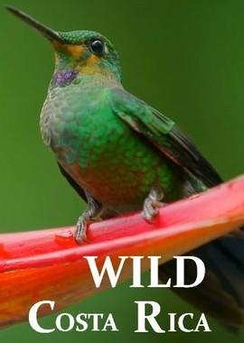 Дикая Коста-Рика / Wild Costa Rica () смотреть онлайн бесплатно в отличном качестве