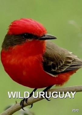 Дикая природа Уругвая / Wild Uruguay (None) смотреть онлайн бесплатно в отличном качестве