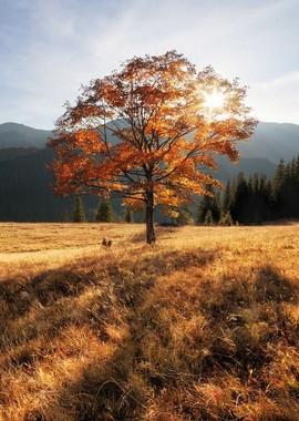 Осень в Карпатах / An Autumn in Carpathians (None) смотреть онлайн бесплатно в отличном качестве