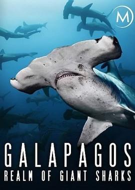 Галапагос. Царство гигантских акул / Galapagos: Realm of Giant Sharks (None) смотреть онлайн бесплатно в отличном качестве