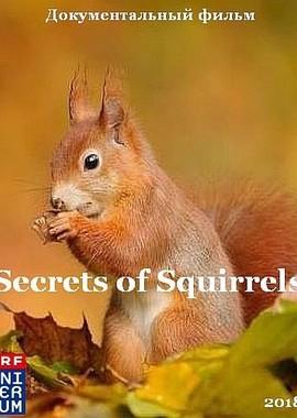 Беличьи секреты / Secrets of Squirrels (2018) смотреть онлайн бесплатно в отличном качестве