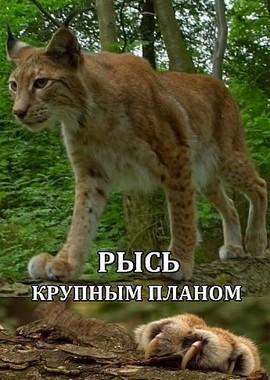 Рысь – крупным планом / Lynx - Close Up (2019) смотреть онлайн бесплатно в отличном качестве