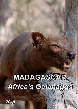 Мадагаскар: Африканский Галапагос (Madagascar: Africa's Galapagos) 2019 года смотреть онлайн бесплатно в отличном качестве. Постер