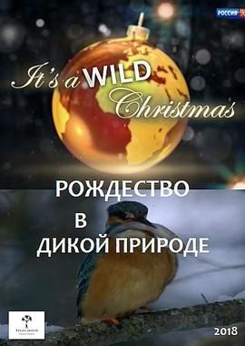 Рождество в дикой природе / It’s a wild Christmas (2018) смотреть онлайн бесплатно в отличном качестве