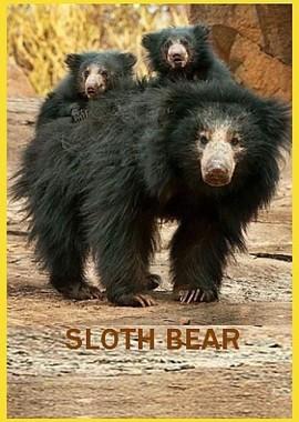 Медведи-губачи (Sloth Bear)  года смотреть онлайн бесплатно в отличном качестве. Постер