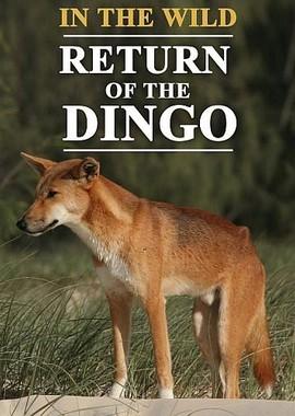 Все о Динго / In the Wild Return of the Dingo (2018) смотреть онлайн бесплатно в отличном качестве