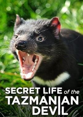 Тайная жизнь тасманийского дьявола / Secret Life Of The Tasmanian Devil (2016) смотреть онлайн бесплатно в отличном качестве