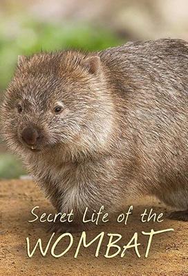 Тайная жизнь вомбата / Secret Life of Wombat (2016) смотреть онлайн бесплатно в отличном качестве