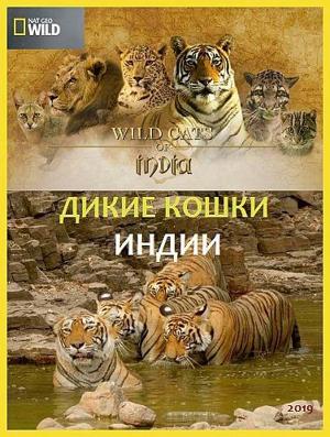 Дикие кошки Индии / Wild Cats of India (2019) смотреть онлайн бесплатно в отличном качестве