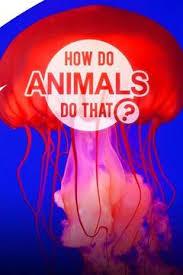 Удивительный мир животных / How do Animals do That (2019) смотреть онлайн бесплатно в отличном качестве