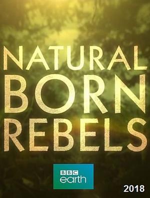 BBC: Прирождённые бунтари / Natural Born Rebels (2018) смотреть онлайн бесплатно в отличном качестве