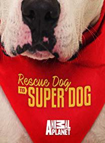 От бездомной собаки до супер пса / Rescue Dog to Super Dog (2016) смотреть онлайн бесплатно в отличном качестве