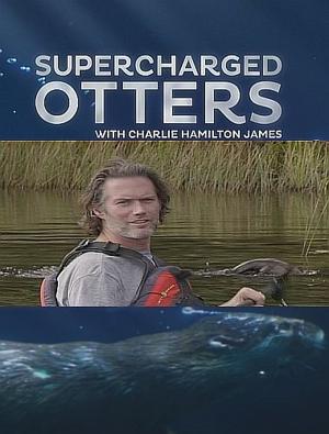 BBC: Неутомимые выдры / Supercharged Otters (2017) смотреть онлайн бесплатно в отличном качестве