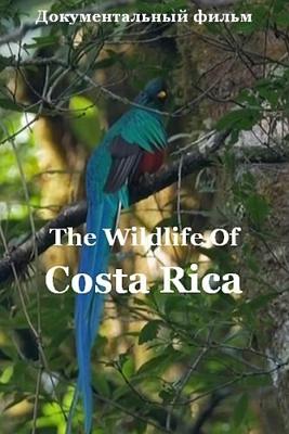 Радужный мир природы Коста-Рики / The Wildlife Of Costa Rica (None) смотреть онлайн бесплатно в отличном качестве