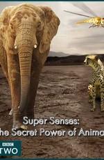 BBC: Уникальные способности животных / Super Senses: The Secret Power of Animals () смотреть онлайн бесплатно в отличном качестве