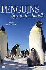 Пингвин — Шпион под прикрытием / Penguins — Spy In The Huddle (None) смотреть онлайн бесплатно в отличном качестве