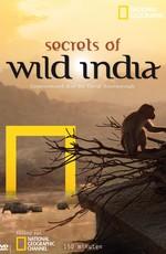 Тайны дикой природы Индии: Львы пустыни (Secrets of Wild India: Desert Lions) 2011 года смотреть онлайн бесплатно в отличном качестве. Постер