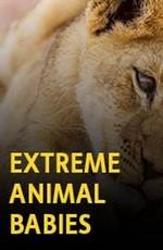 Малыши-экстремалы (Extreme babies animal) 2016 года смотреть онлайн бесплатно в отличном качестве. Постер