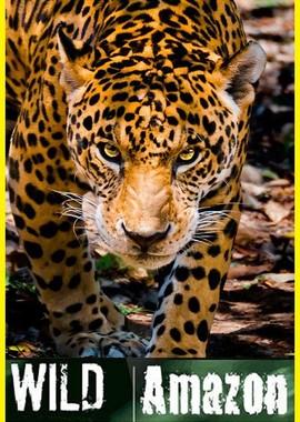 National Geographic: Дикая природа Амазонки / National Geographic: Wild Amazon () смотреть онлайн бесплатно в отличном качестве