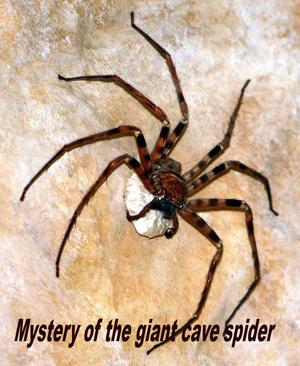 Тайна гигантского пещерного паука / Mystery of the giant cave spider (2017) смотреть онлайн бесплатно в отличном качестве