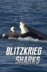 Молниеносные акулы (Blitzkrieg sharks) 2016 года смотреть онлайн бесплатно в отличном качестве. Постер