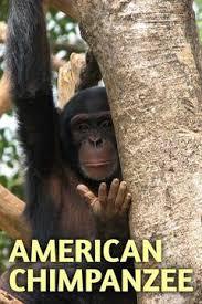 Американские шимпанзе: Шимпанзе в неволе / American chimpanzee: Chimps in captivity (2017) смотреть онлайн бесплатно в отличном качестве