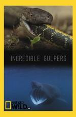 Nat Geo Wild: Удивительные большероты / Incredible Gulpers (2016) смотреть онлайн бесплатно в отличном качестве