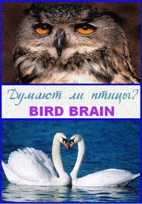 Думают ли птицы? / Bird brain (2011) смотреть онлайн бесплатно в отличном качестве