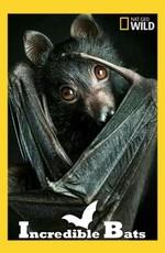 Удивительные летучие мыши (Incredible Bats) 2016 года смотреть онлайн бесплатно в отличном качестве. Постер