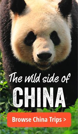 Дикая природа Китая. Удивительные животные / China's wild side (2017) смотреть онлайн бесплатно в отличном качестве