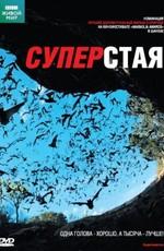 BBC: Суперстая (SuperSwarm: Nature's Incredible Invasions) 2009 года смотреть онлайн бесплатно в отличном качестве. Постер