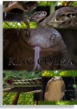 Королевская кобра / King Cobra (None) смотреть онлайн бесплатно в отличном качестве