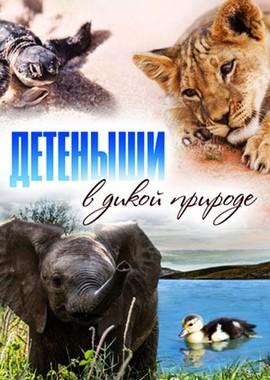 Детеныши в дикой природе / Baby animals in the wild (None) смотреть онлайн бесплатно в отличном качестве