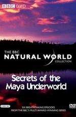 BBC: Живой мир (Мир природы): Секреты подземелий майя / Natural World. Secrets of the Maya Underworld () смотреть онлайн бесплатно в отличном качестве