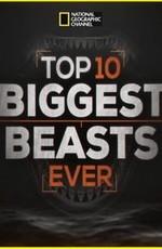 Топ-10 мегамонстров (Top 10 Biggest Beasts Ever)  года смотреть онлайн бесплатно в отличном качестве. Постер