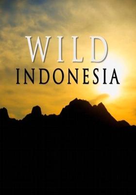 Дикая природа Индонезии (Wild Indonesia)  года смотреть онлайн бесплатно в отличном качестве. Постер