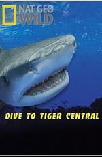 Погружение в царство тигровых акул / Dive to Tiger Central (2007) смотреть онлайн бесплатно в отличном качестве