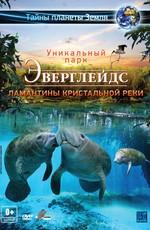 Эверглейдс: Ламантины Кристальной реки (Adventure Everglades: The Manatees of Crystal River)  года смотреть онлайн бесплатно в отличном качестве. Постер