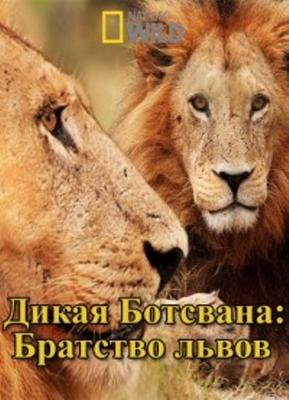 National Geographic: Дикая Ботсвана: Братство львов / National Geographic: Wild Botswana: Lion Brotherhood (None) смотреть онлайн бесплатно в отличном качестве