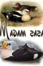 main.name