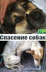 Спасение собак (The Dog Rescuers)  года смотреть онлайн бесплатно в отличном качестве. Постер