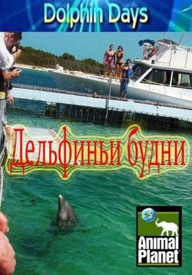 Дельфиньи будни / Dolphin Days (2009) смотреть онлайн бесплатно в отличном качестве